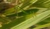 Ruspolia nitidula nitidula